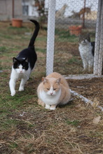 NELLY, Katze, Hauskatze in Rumänien - Bild 20