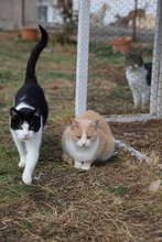 NELLY, Katze, Hauskatze in Rumänien - Bild 4