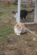 NELLY, Katze, Hauskatze in Rumänien - Bild 7