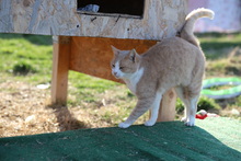 NELLY, Katze, Hauskatze in Rumänien - Bild 9