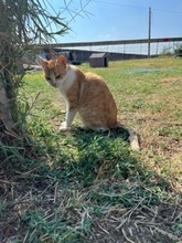 ASTER, Katze, Hauskatze in Rumänien - Bild 11