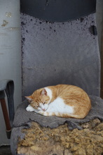 ASTER, Katze, Hauskatze in Rumänien - Bild 15