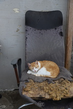 ASTER, Katze, Hauskatze in Rumänien - Bild 16