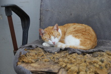 ASTER, Katze, Hauskatze in Rumänien - Bild 17