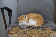 ASTER, Katze, Hauskatze in Rumänien - Bild 18