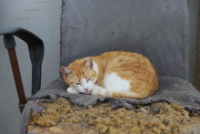 ASTER, Katze, Hauskatze in Rumänien - Bild 19