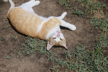 ASTER, Katze, Hauskatze in Rumänien - Bild 20