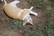 ASTER, Katze, Hauskatze in Rumänien - Bild 21