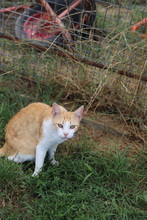 ASTER, Katze, Hauskatze in Rumänien - Bild 22