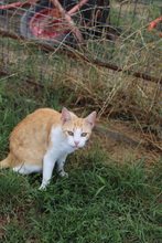 ASTER, Katze, Hauskatze in Rumänien - Bild 23