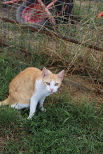 ASTER, Katze, Hauskatze in Rumänien - Bild 24