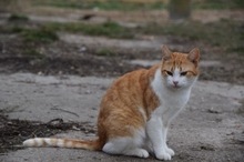 ASTER, Katze, Hauskatze in Rumänien - Bild 3