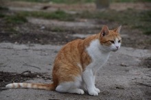 ASTER, Katze, Hauskatze in Rumänien - Bild 4