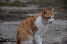 ASTER, Katze, Hauskatze in Rumänien - Bild 5