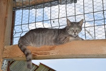 MOON, Katze, Hauskatze in Rumänien - Bild 10