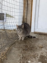 MOON, Katze, Hauskatze in Rumänien - Bild 13