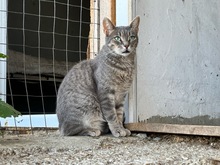 MOON, Katze, Hauskatze in Rumänien - Bild 3