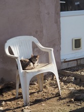 MOON, Katze, Hauskatze in Rumänien - Bild 7