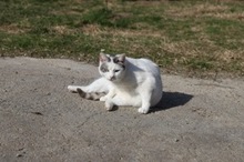 BENILY, Katze, Hauskatze in Rumänien - Bild 10