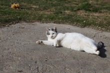 BENILY, Katze, Hauskatze in Rumänien - Bild 11