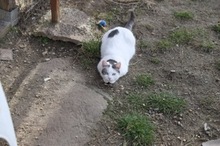 BENILY, Katze, Hauskatze in Rumänien - Bild 12