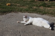 BENILY, Katze, Hauskatze in Rumänien - Bild 13