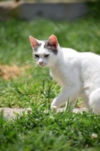 BENILY, Katze, Hauskatze in Rumänien - Bild 3