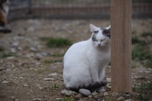 BENILY, Katze, Hauskatze in Rumänien - Bild 6