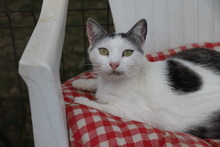 BANDI, Katze, Hauskatze in Rumänien - Bild 12