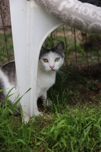 BANDI, Katze, Hauskatze in Rumänien - Bild 14