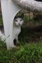 BANDI, Katze, Hauskatze in Rumänien - Bild 15