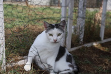 BANDI, Katze, Hauskatze in Rumänien - Bild 16