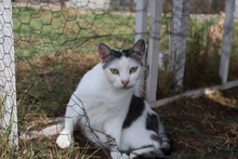 BANDI, Katze, Hauskatze in Rumänien - Bild 17