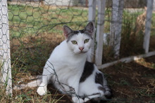 BANDI, Katze, Hauskatze in Rumänien - Bild 18