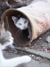 BANDI, Katze, Hauskatze in Rumänien - Bild 6