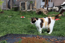 SEHOLA, Katze, Hauskatze in Rumänien - Bild 10