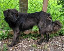 ALIKA, Hund, Herdenschutzhund-Mix in Osten - Bild 1