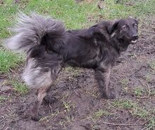 ALIKA, Hund, Herdenschutzhund-Mix in Osten - Bild 10