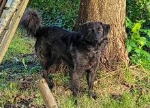 ALIKA, Hund, Herdenschutzhund-Mix in Osten - Bild 19