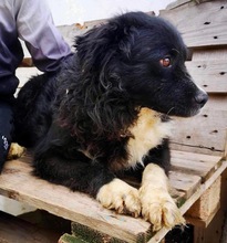 JOSCHI, Hund, Mischlingshund in Rumänien - Bild 10