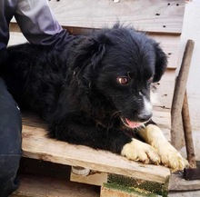 JOSCHI, Hund, Mischlingshund in Rumänien - Bild 11