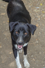 FENJA, Hund, Mischlingshund in Rumänien - Bild 3