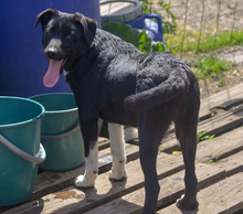 FENJA, Hund, Mischlingshund in Rumänien - Bild 7