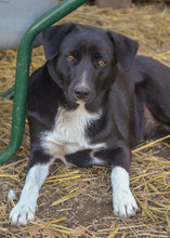 FENJA, Hund, Mischlingshund in Rumänien - Bild 8