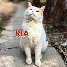 RIA, Katze, Europäisch Kurzhaar in Bulgarien - Bild 1