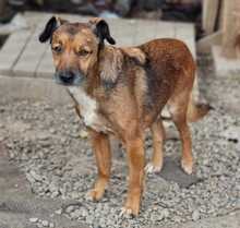 IGNAT, Hund, Mischlingshund in Russische Föderation - Bild 5