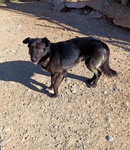 GORRION, Hund, Mischlingshund in Spanien - Bild 2