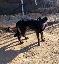 GORRION, Hund, Mischlingshund in Spanien - Bild 4