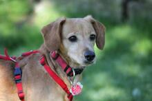 TOKYO, Hund, Dackel-Mix in Wetter