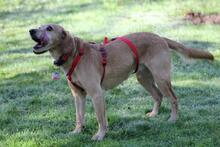 TOKYO, Hund, Dackel-Mix in Wetter - Bild 10